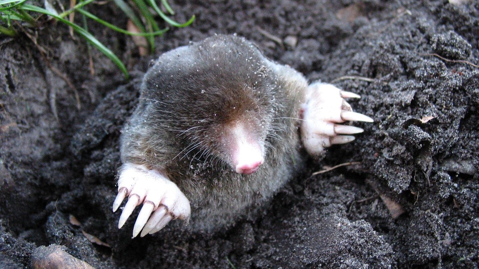 A mole