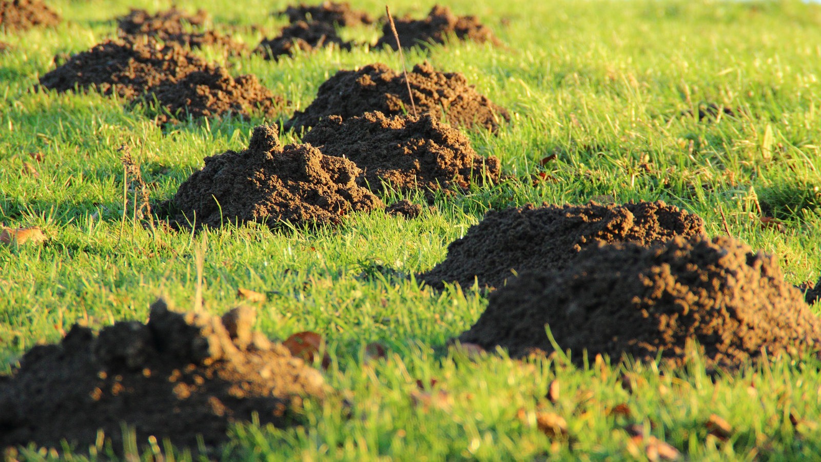 Molehills in grass