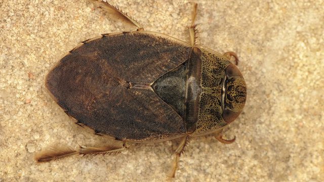 Saucer bug