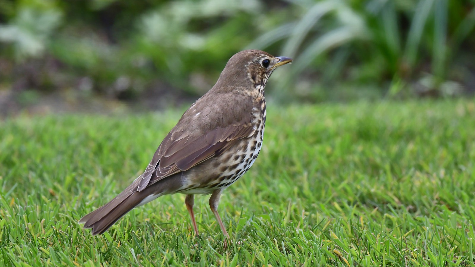 Song thrush on a lawn