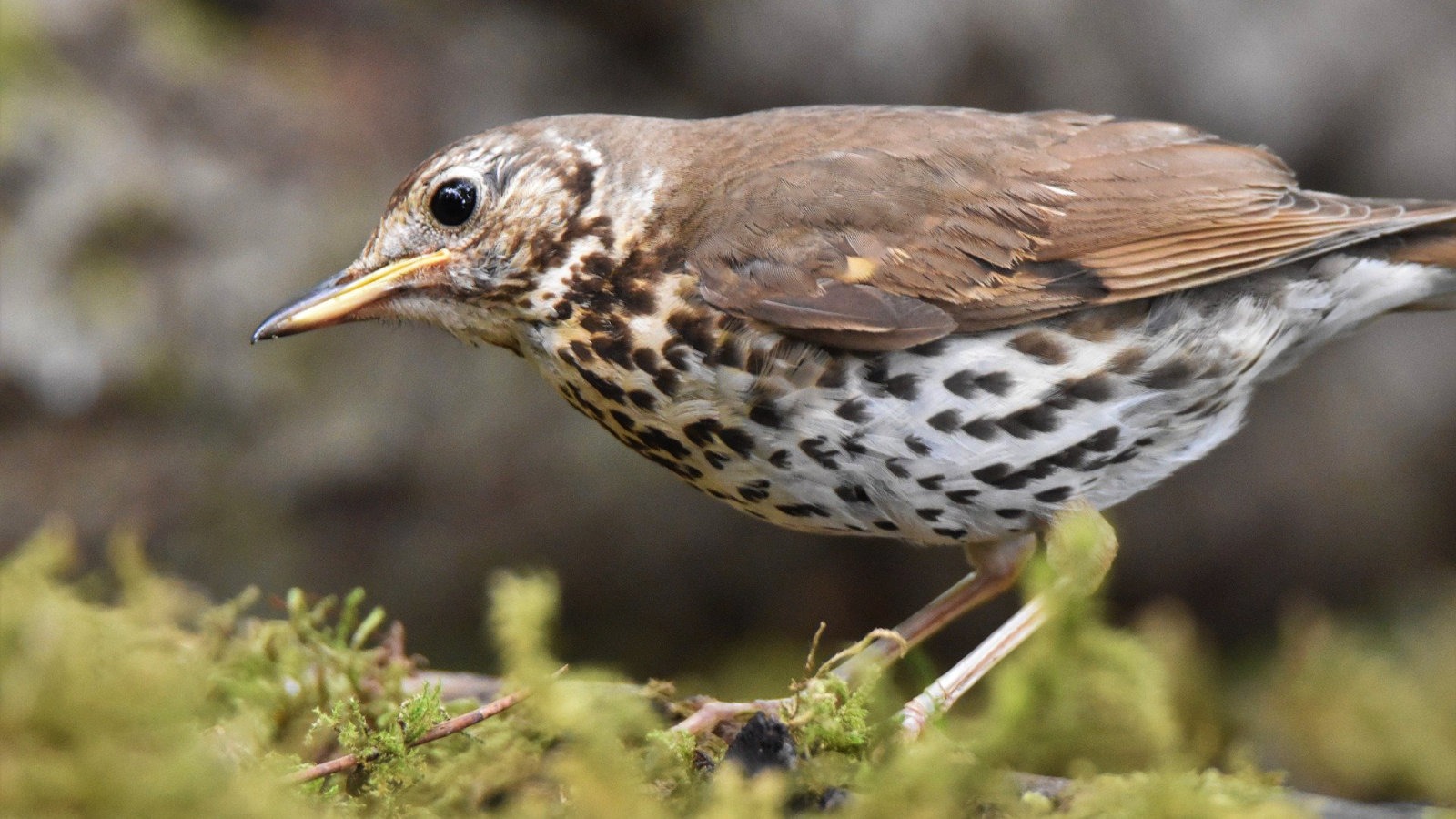 Song thrush