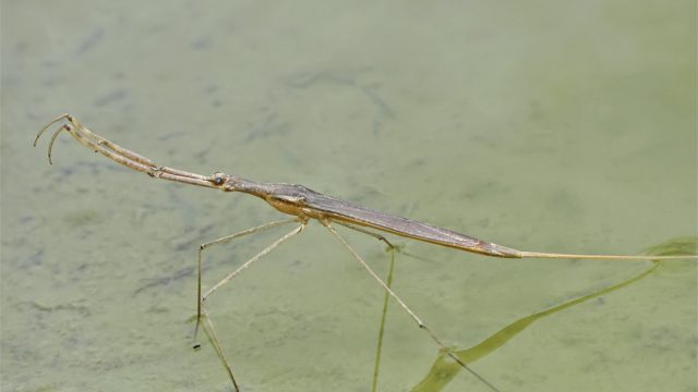 Water stick insect