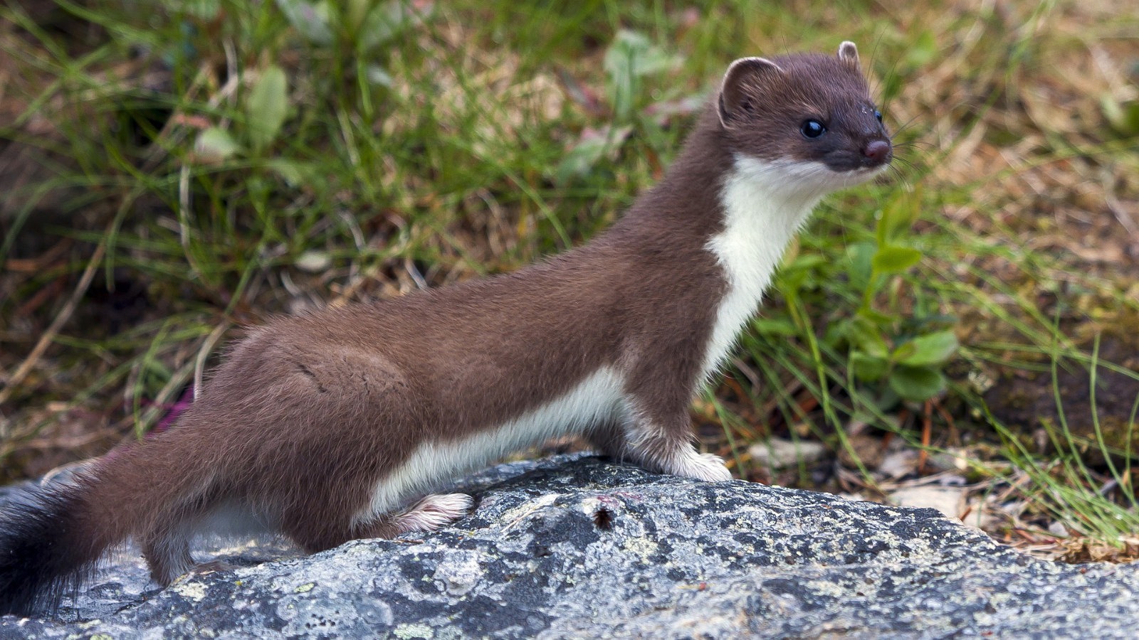 Weasel