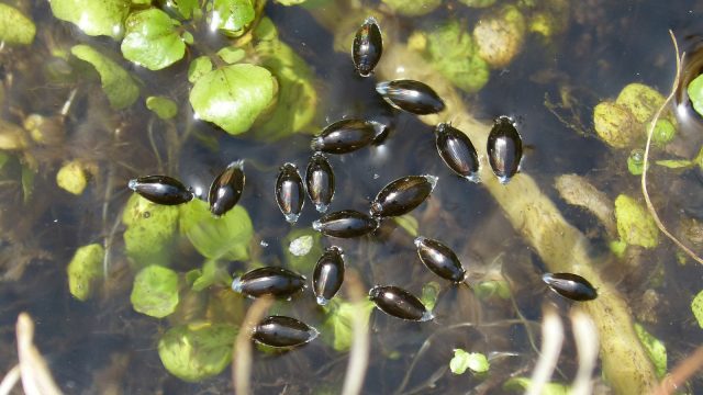 Whirligig beetle