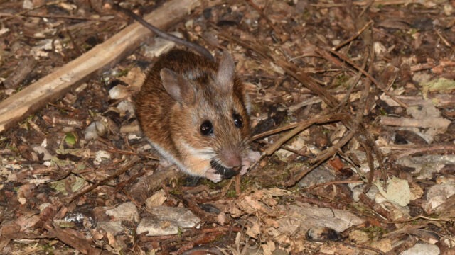 Yellow necked mouse