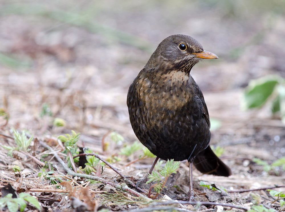 Female blackbird