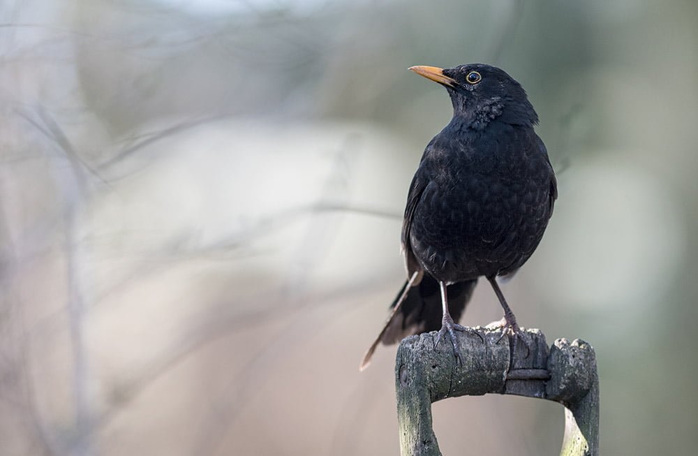 Blackbird