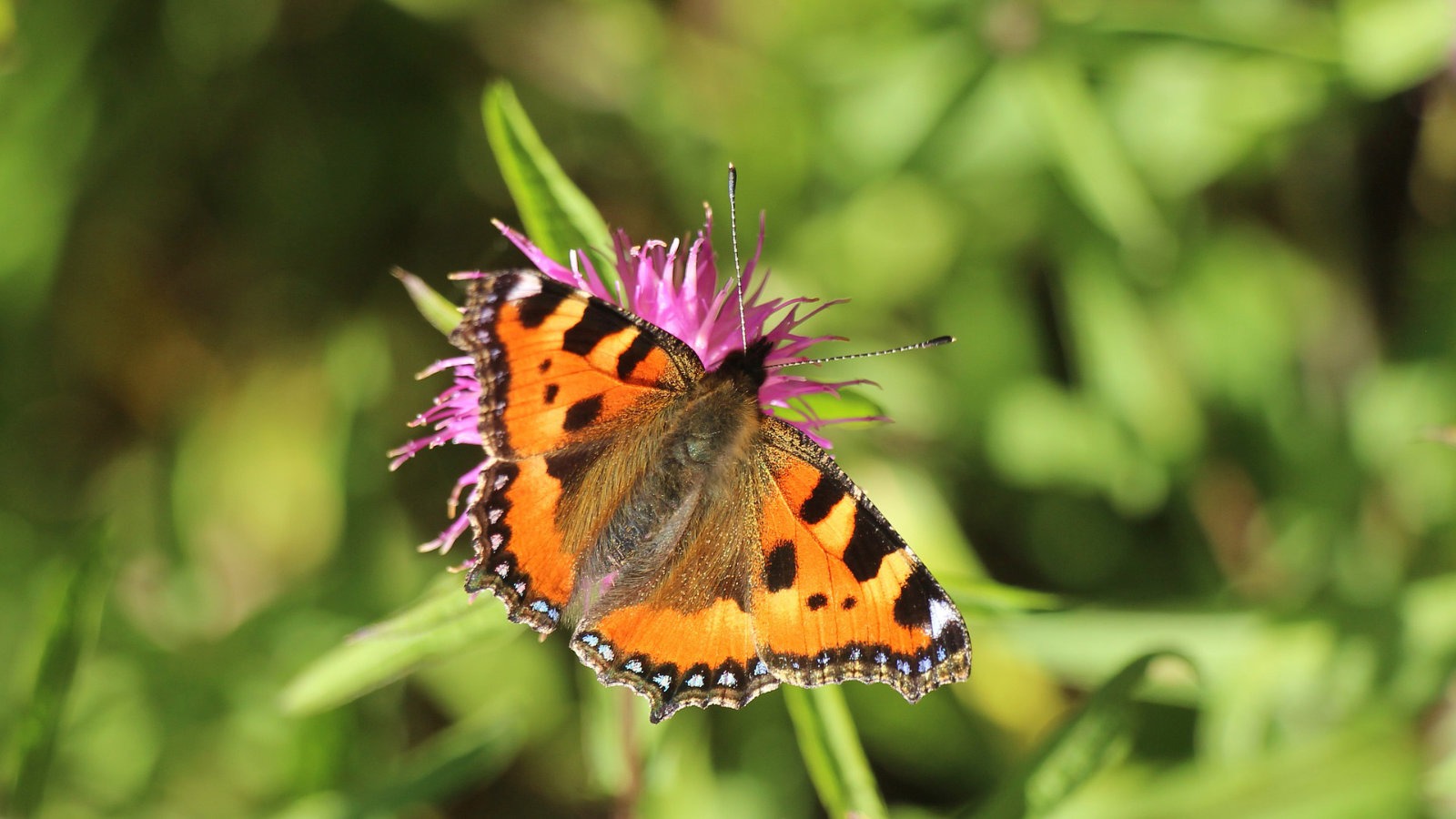 Small tortoiseshell butterfly