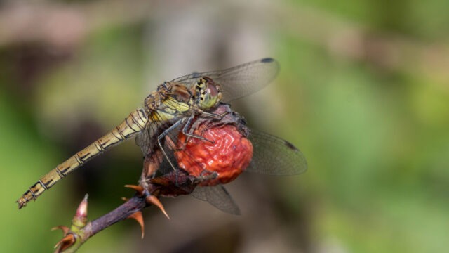 Common darter