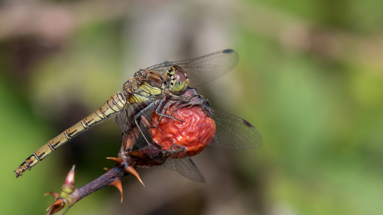 Common darter