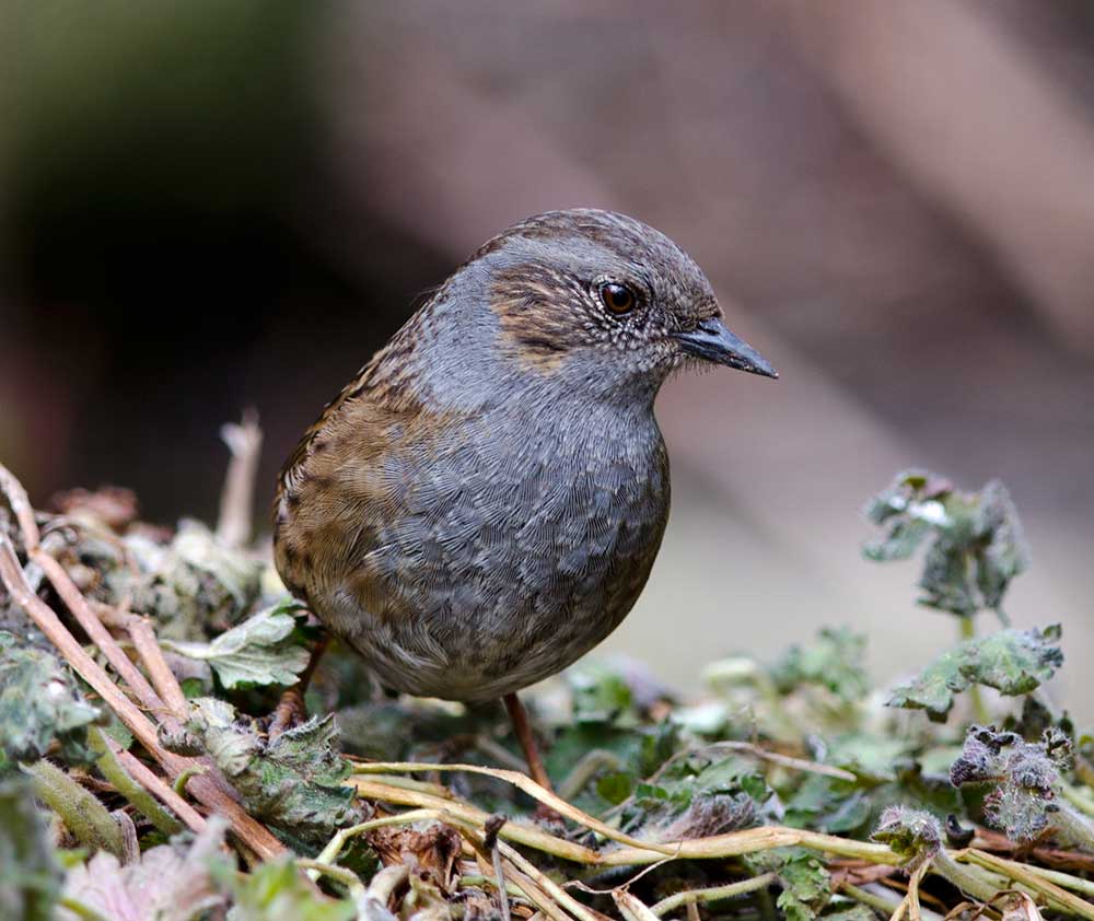 A dunnock on the ground