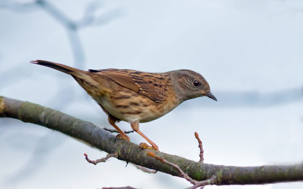 Dunnock on branch