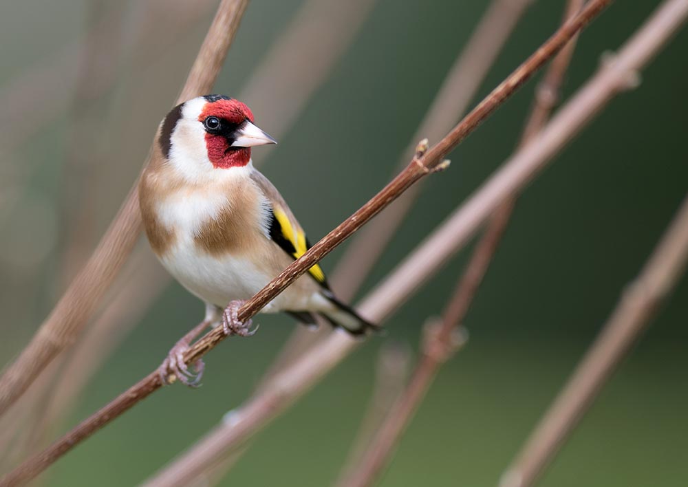 Goldfinch on branch