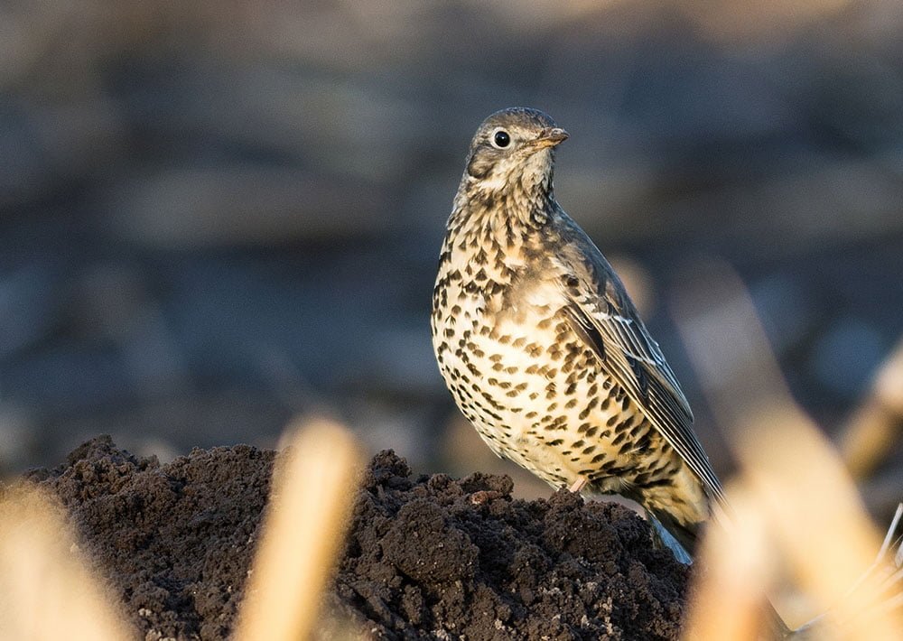 Mistle Thrush