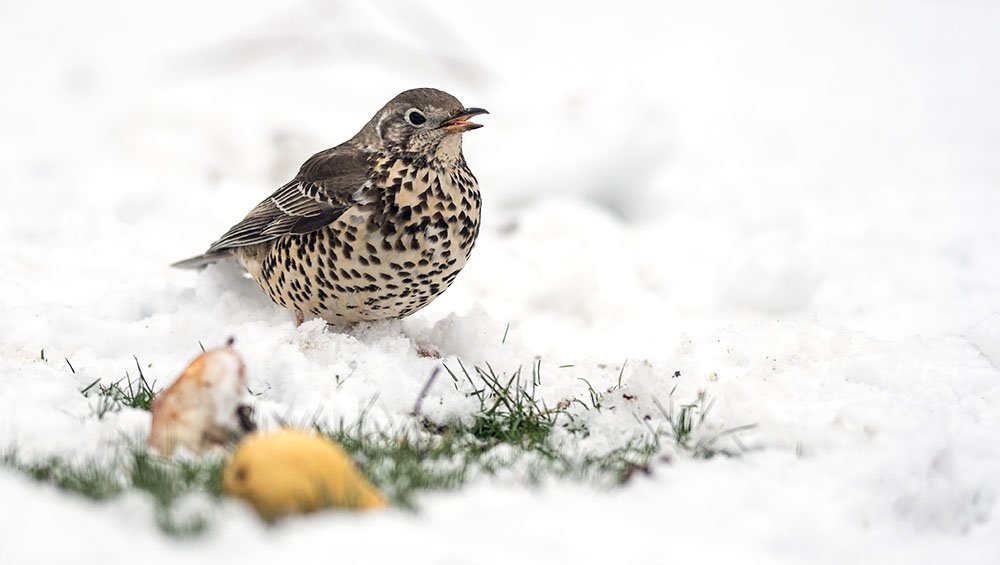 Mistle thrush in the snow