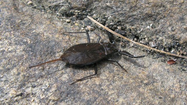 Water scorpion