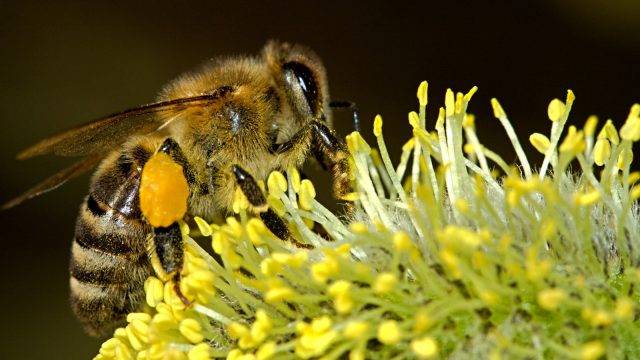 Honey bee