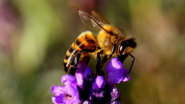 Honey bee