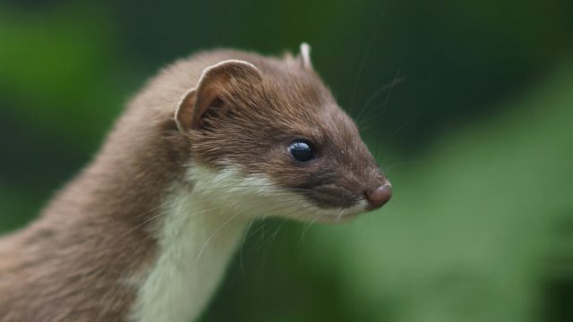 A stoat