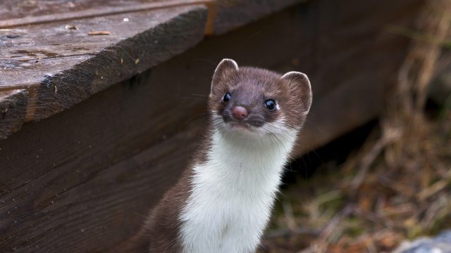 Weasel