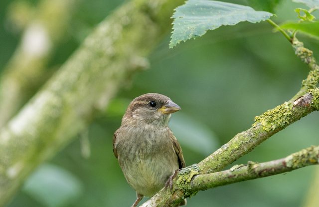 Female house sparrow on a branch