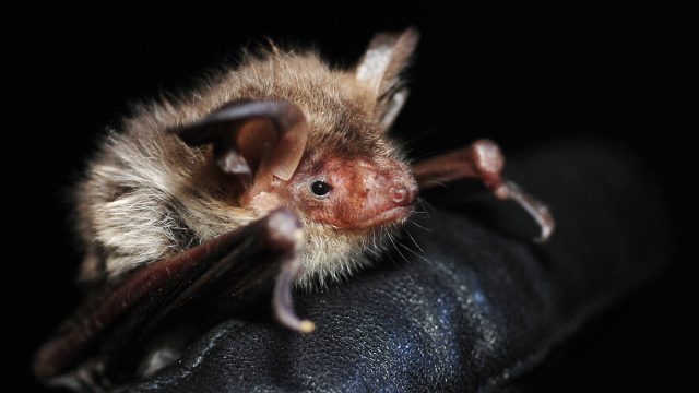 Bechsteins bat