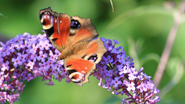 Buddleia with peacock butterfly