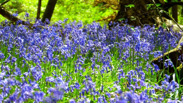 Common bluebells
