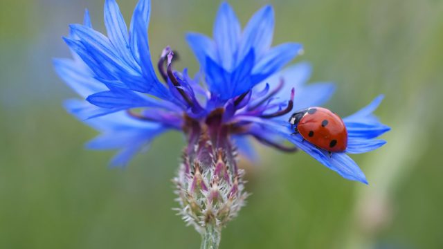 Cornflower with ladybird