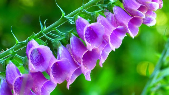 Foxglove
