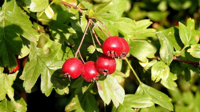 Hawthorn berries