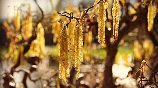Hazel catkins
