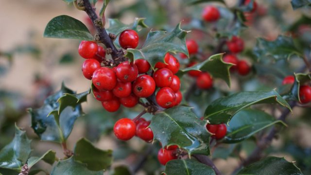 Holly tree berries
