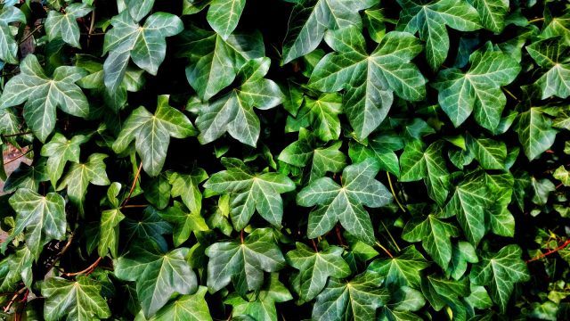 Ivy