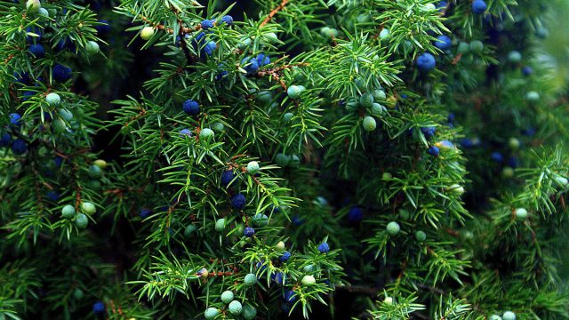 Juniper