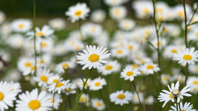 Ox eye daisies