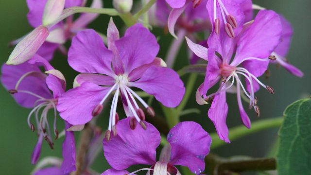 Rosebay willowherb