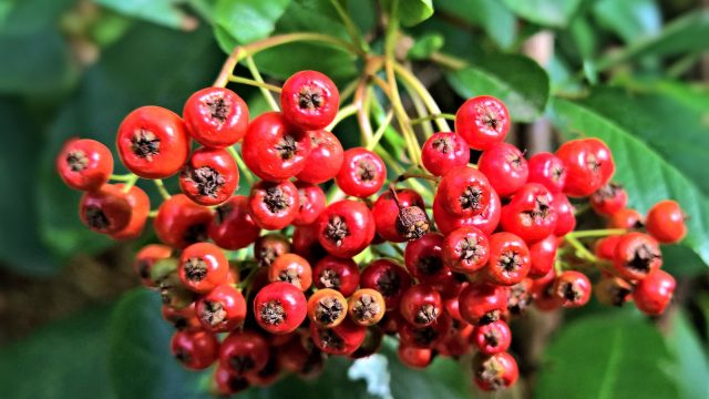 Rowan berries