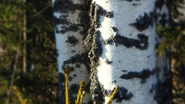 Silver birch
