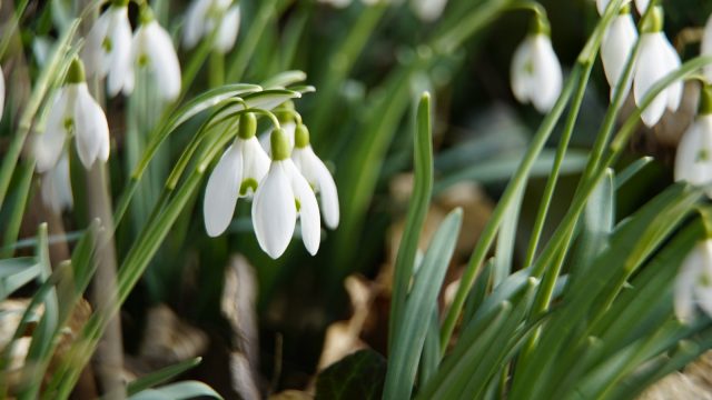 Snowdrops