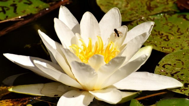 White water lily