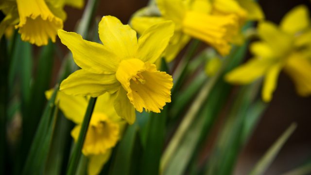 Wild daffodil