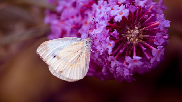 Large white butterfly