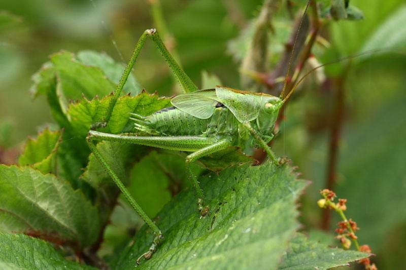 Cricket