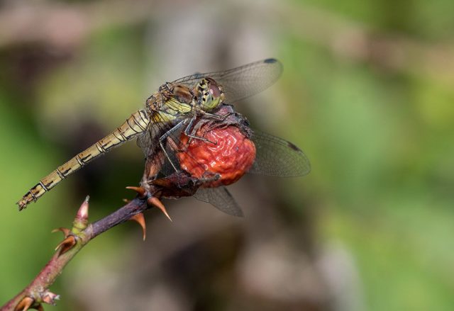 Common darter dragonfly