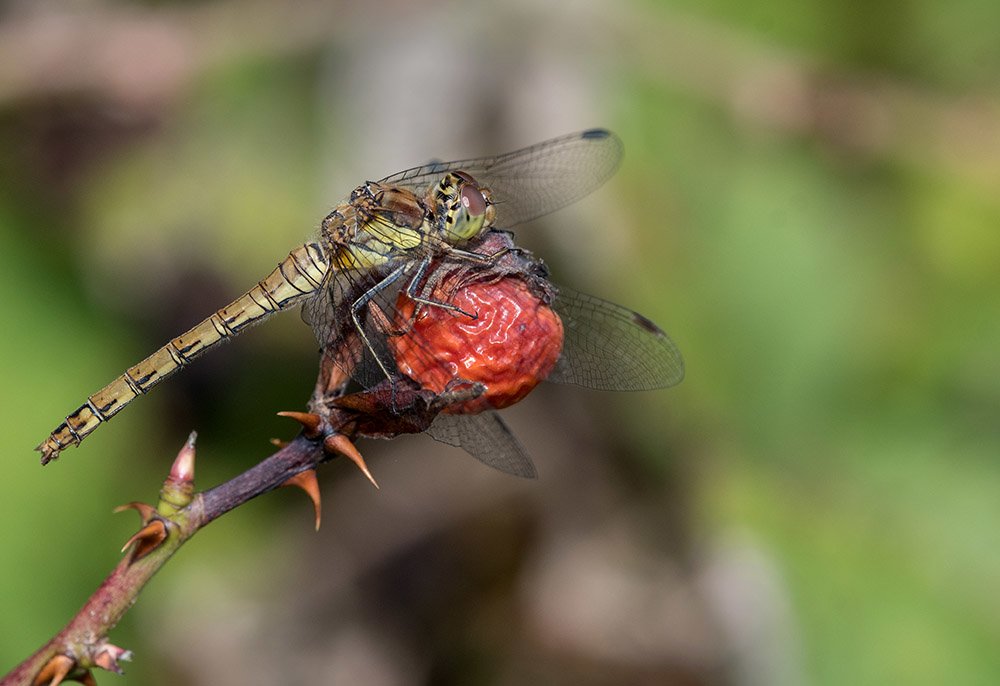 Common darter dragonfly