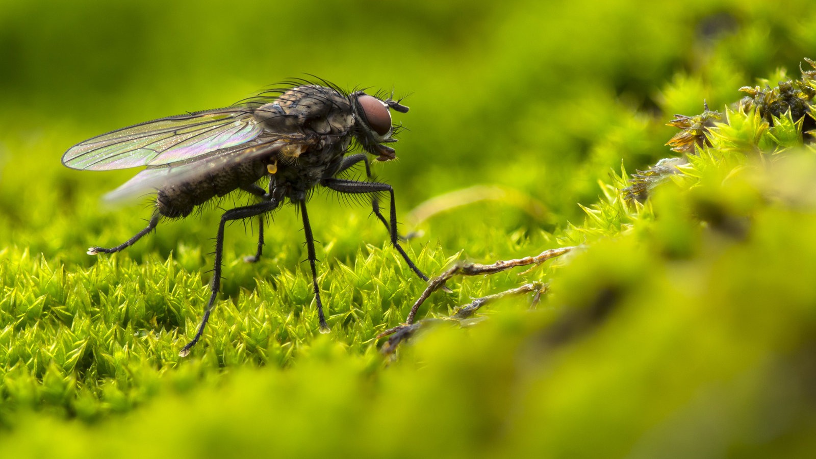 A fly