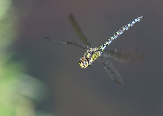 Male Southern Hawker dragonfly