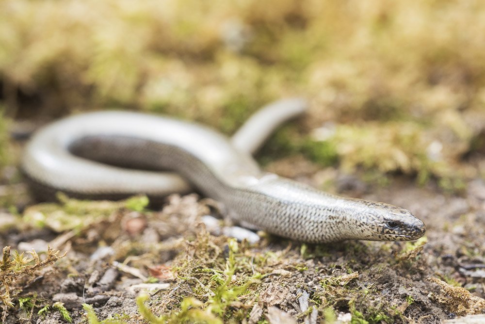 Adult Slowworm