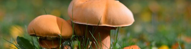 Fungi